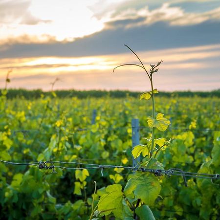Wine-Barrel Rivaner Dreischor Dış mekan fotoğraf