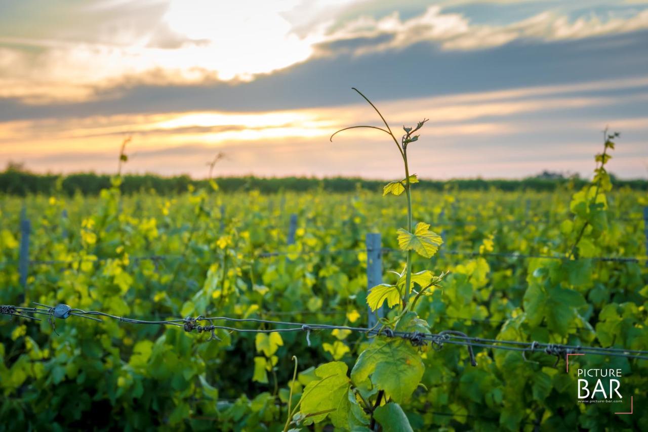 Wine-Barrel Rivaner Dreischor Dış mekan fotoğraf